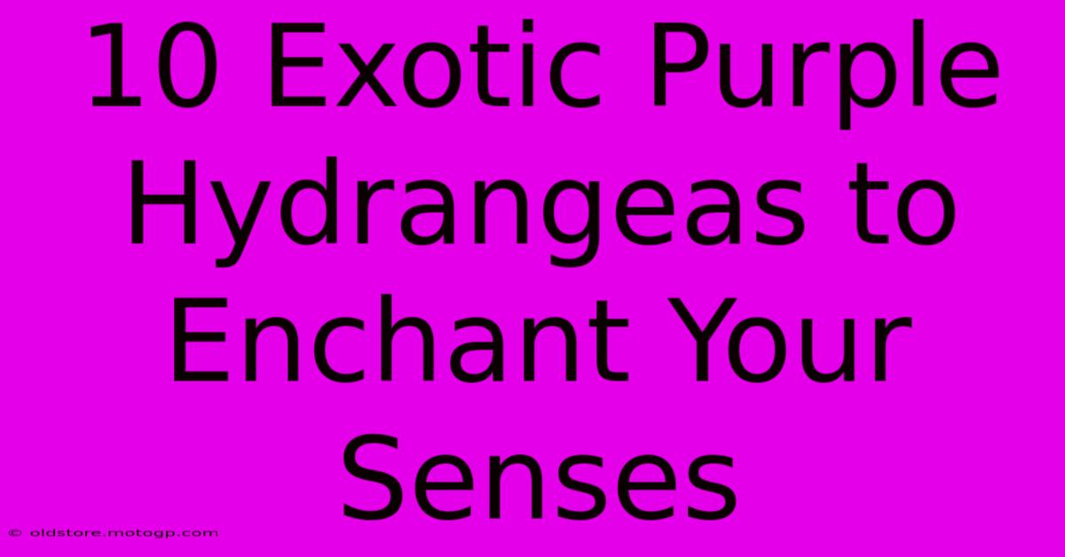 10 Exotic Purple Hydrangeas To Enchant Your Senses