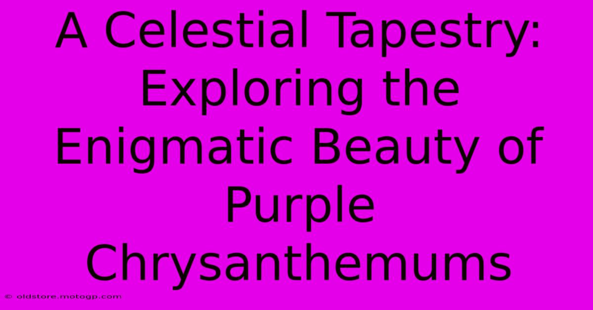 A Celestial Tapestry: Exploring The Enigmatic Beauty Of Purple Chrysanthemums