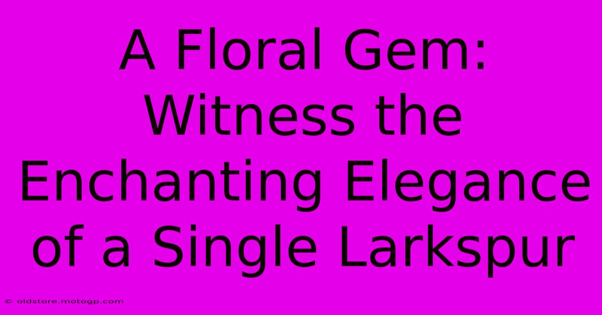 A Floral Gem: Witness The Enchanting Elegance Of A Single Larkspur