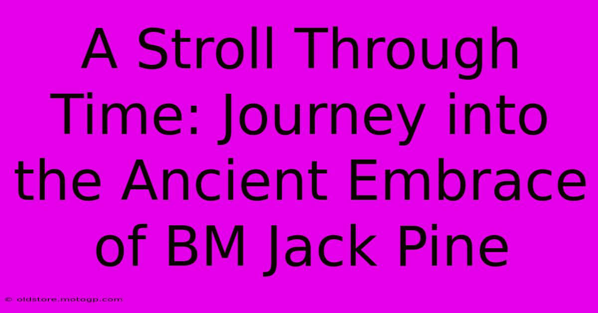 A Stroll Through Time: Journey Into The Ancient Embrace Of BM Jack Pine