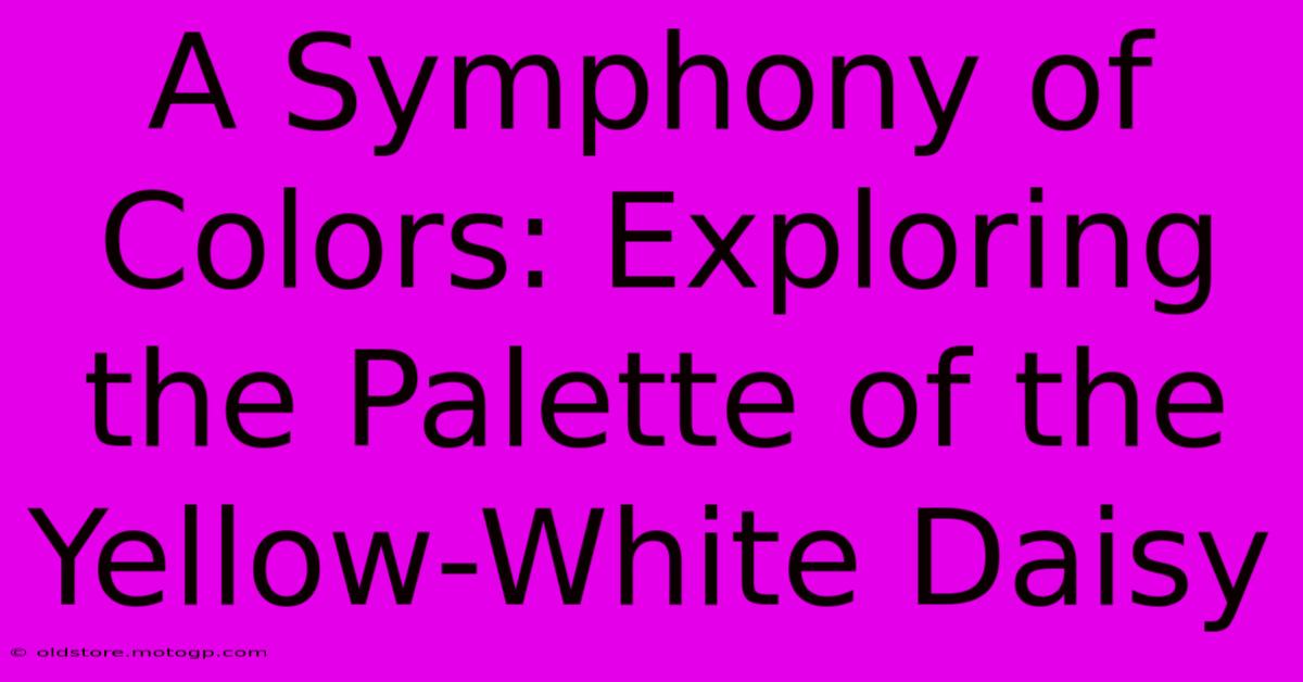 A Symphony Of Colors: Exploring The Palette Of The Yellow-White Daisy