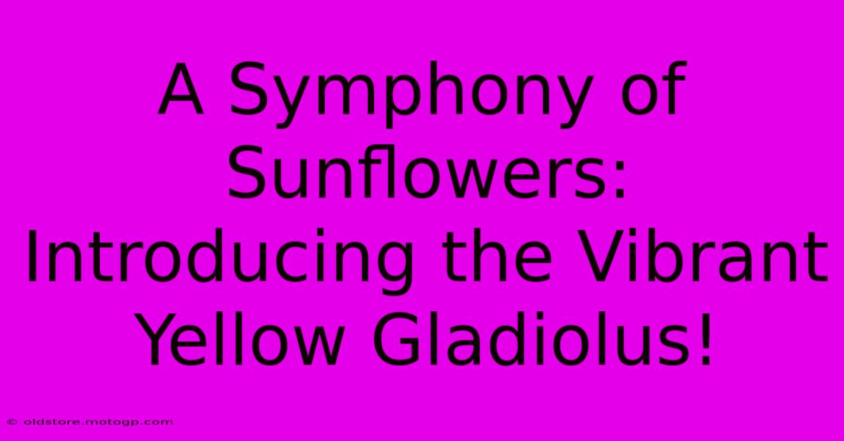 A Symphony Of Sunflowers: Introducing The Vibrant Yellow Gladiolus!