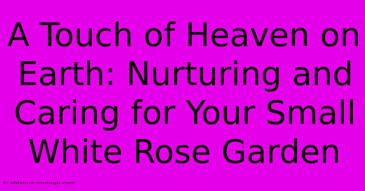 A Touch Of Heaven On Earth: Nurturing And Caring For Your Small White Rose Garden