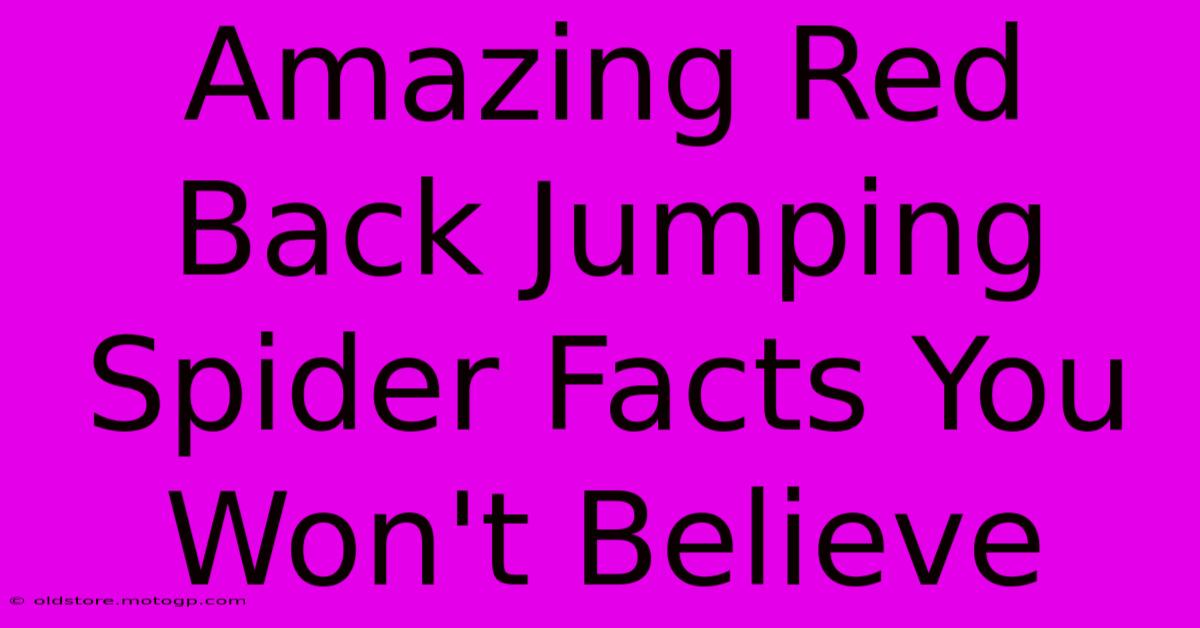 Amazing Red Back Jumping Spider Facts You Won't Believe