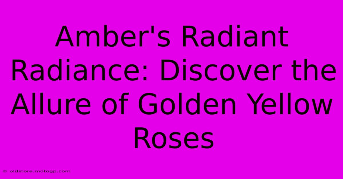 Amber's Radiant Radiance: Discover The Allure Of Golden Yellow Roses