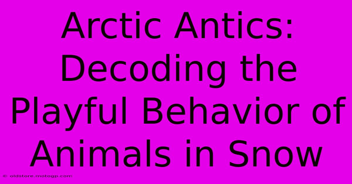 Arctic Antics: Decoding The Playful Behavior Of Animals In Snow