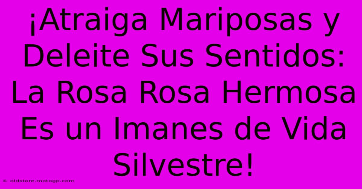 ¡Atraiga Mariposas Y Deleite Sus Sentidos: La Rosa Rosa Hermosa Es Un Imanes De Vida Silvestre!