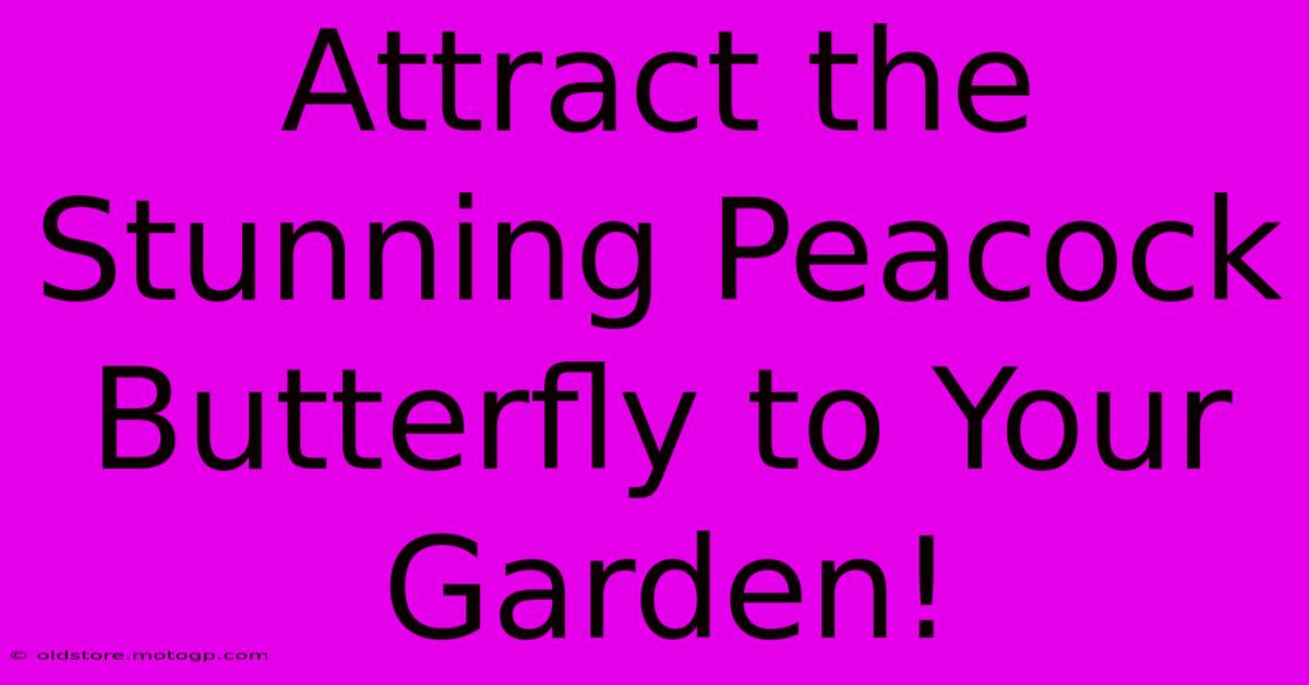 Attract The Stunning Peacock Butterfly To Your Garden!