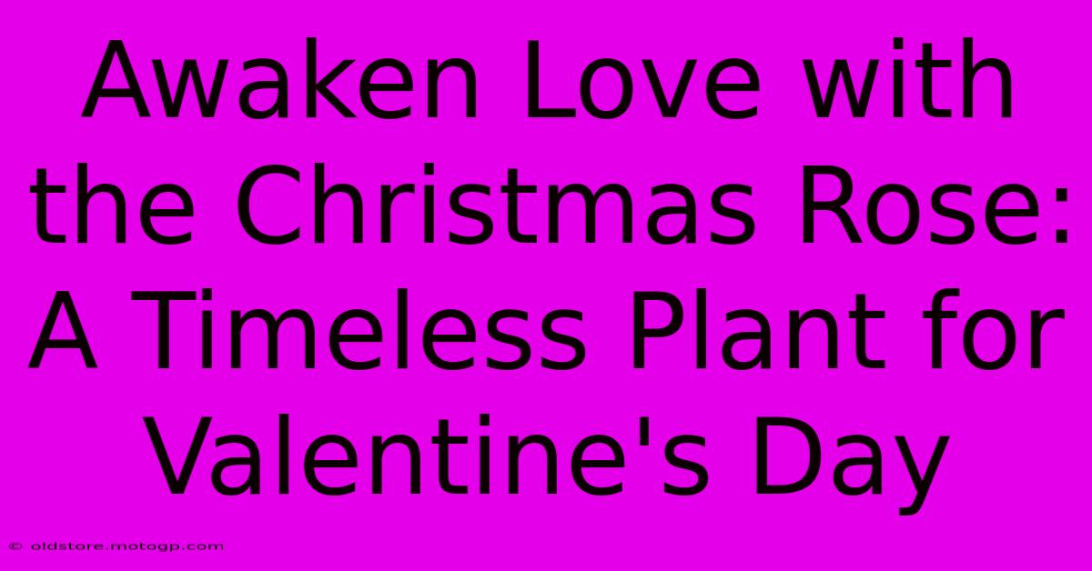 Awaken Love With The Christmas Rose: A Timeless Plant For Valentine's Day