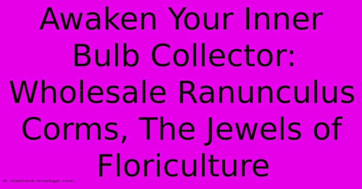 Awaken Your Inner Bulb Collector: Wholesale Ranunculus Corms, The Jewels Of Floriculture