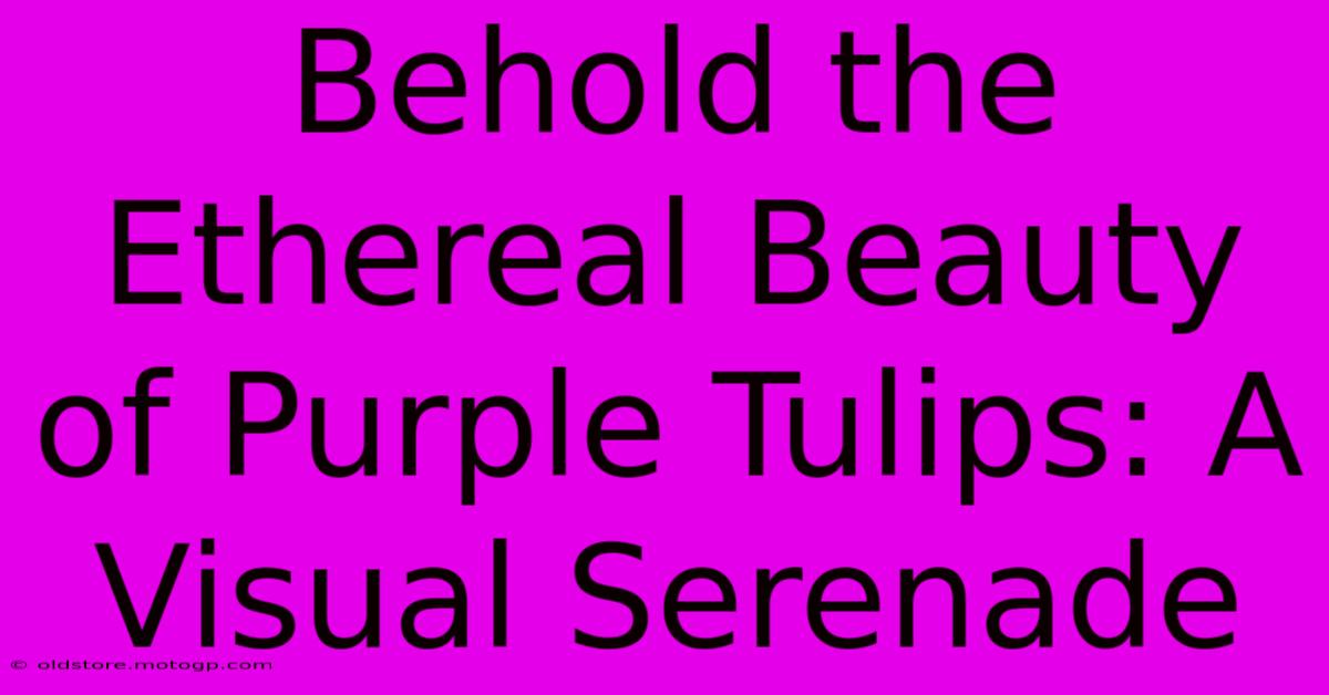 Behold The Ethereal Beauty Of Purple Tulips: A Visual Serenade