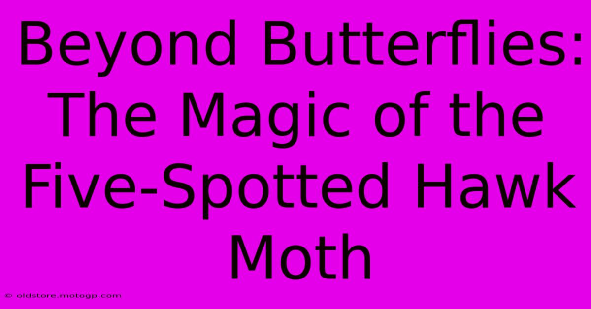 Beyond Butterflies:  The Magic Of The Five-Spotted Hawk Moth