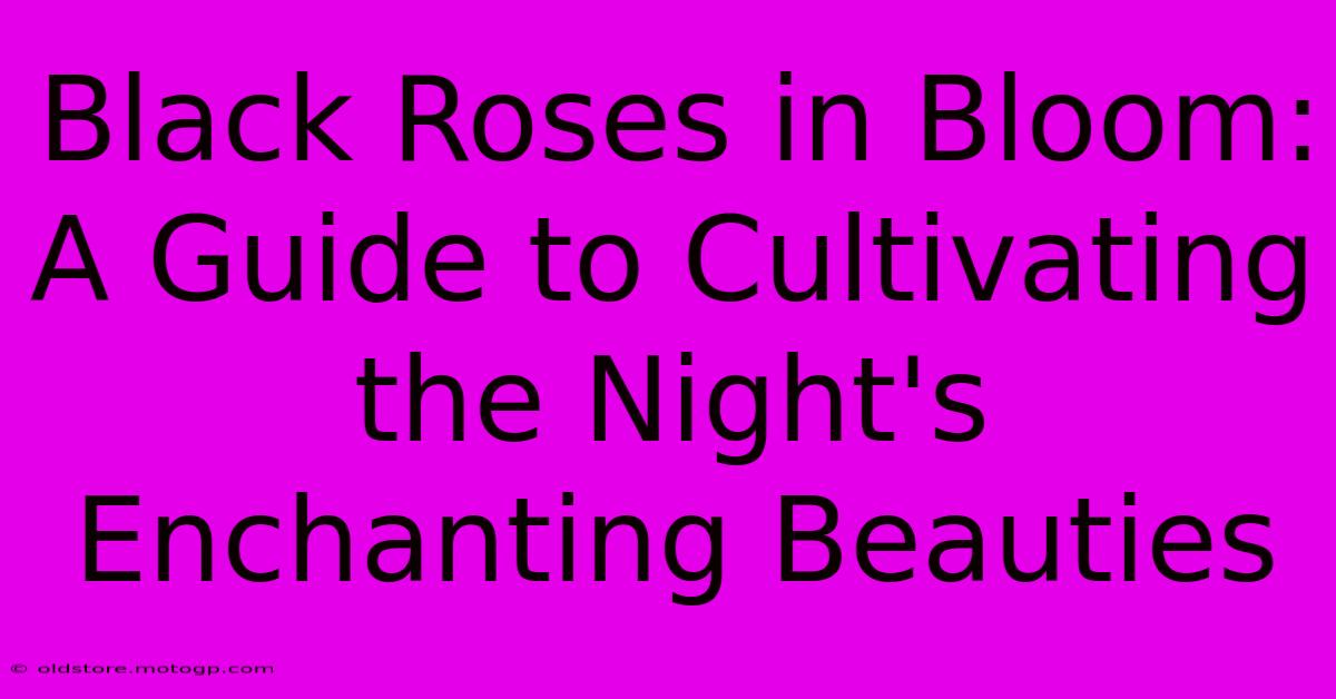 Black Roses In Bloom: A Guide To Cultivating The Night's Enchanting Beauties