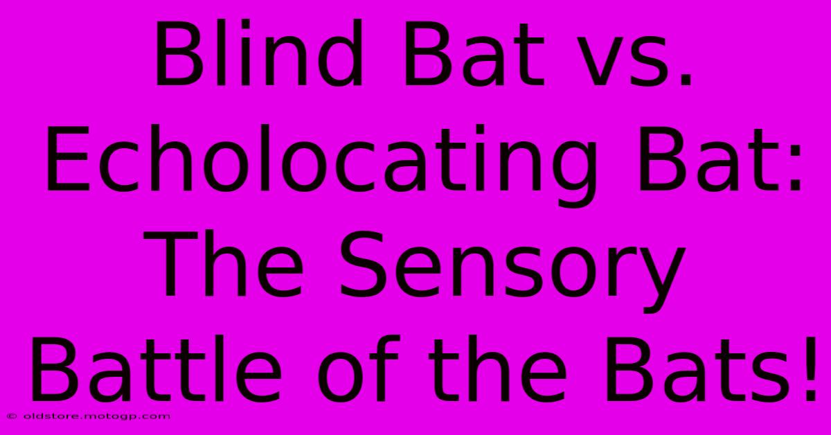 Blind Bat Vs. Echolocating Bat: The Sensory Battle Of The Bats!