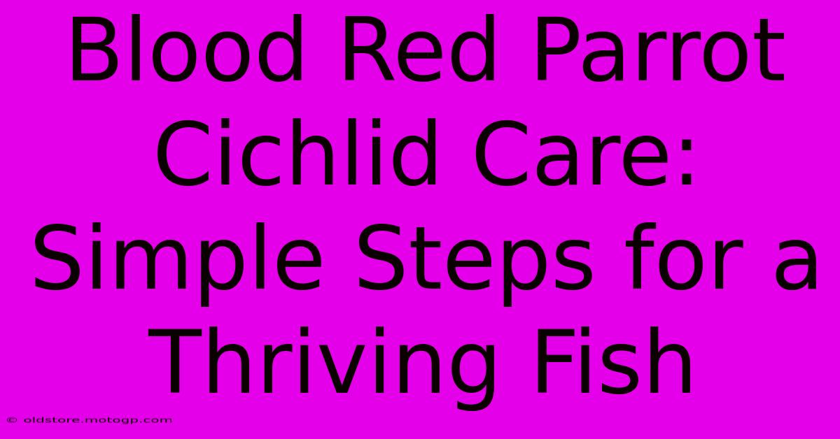 Blood Red Parrot Cichlid Care: Simple Steps For A Thriving Fish