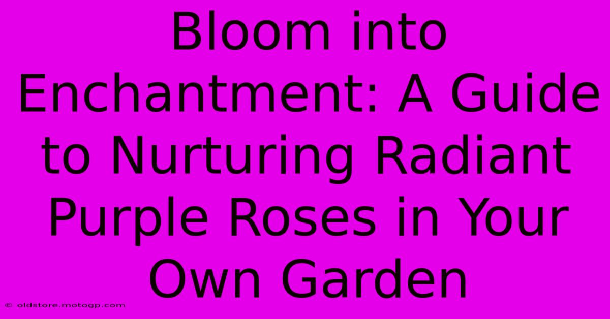 Bloom Into Enchantment: A Guide To Nurturing Radiant Purple Roses In Your Own Garden