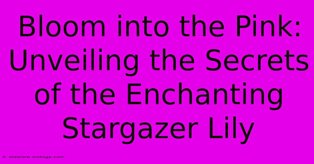 Bloom Into The Pink: Unveiling The Secrets Of The Enchanting Stargazer Lily