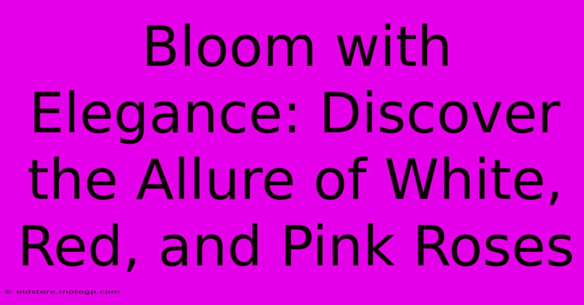 Bloom With Elegance: Discover The Allure Of White, Red, And Pink Roses