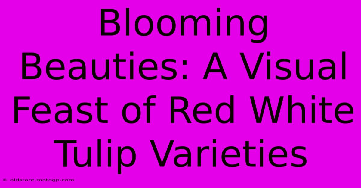 Blooming Beauties: A Visual Feast Of Red White Tulip Varieties