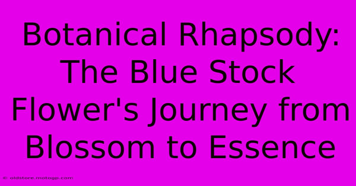 Botanical Rhapsody: The Blue Stock Flower's Journey From Blossom To Essence