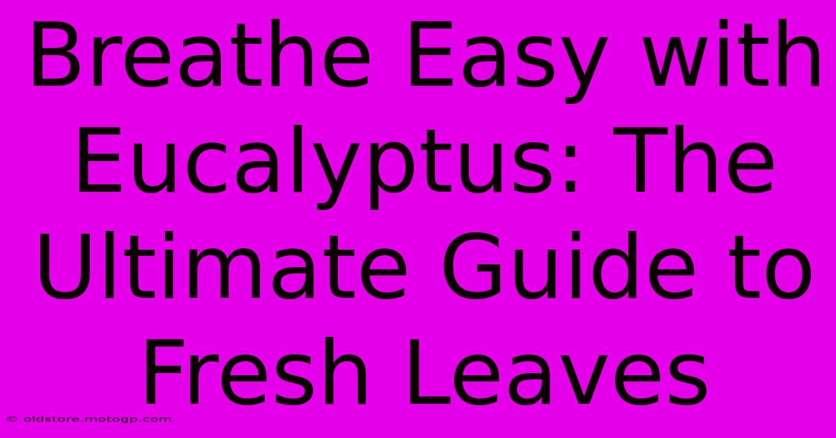 Breathe Easy With Eucalyptus: The Ultimate Guide To Fresh Leaves