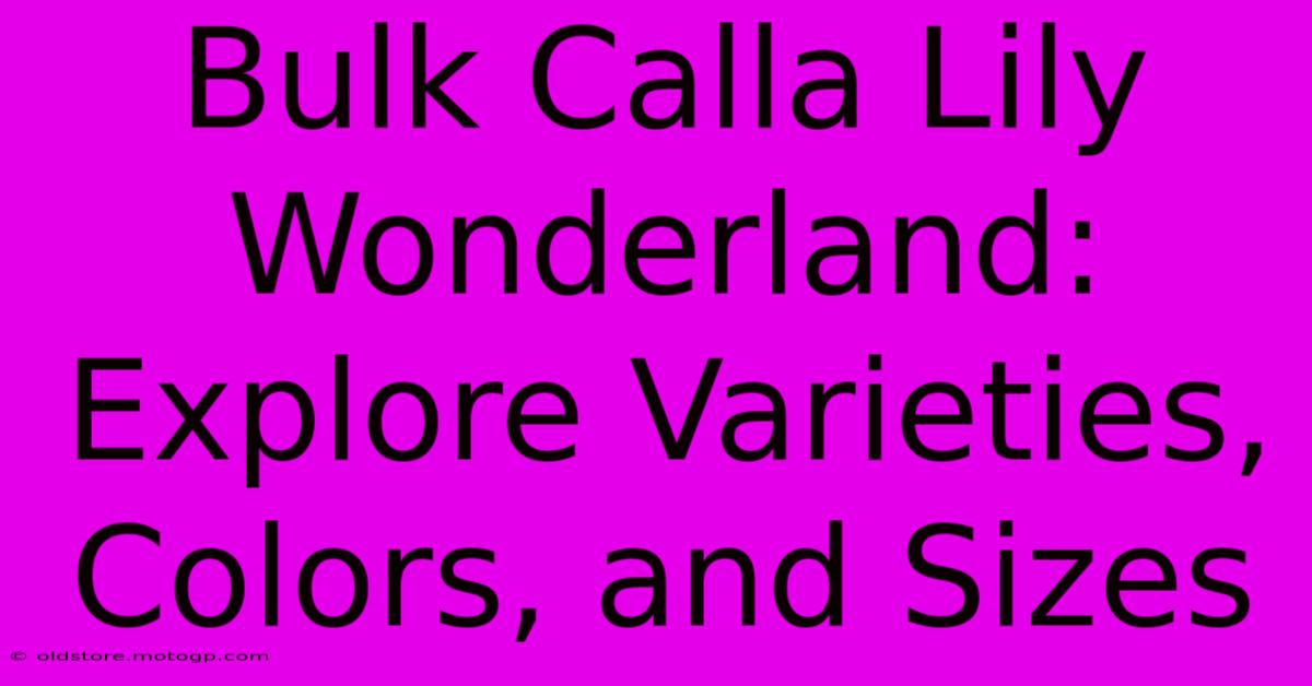 Bulk Calla Lily Wonderland: Explore Varieties, Colors, And Sizes