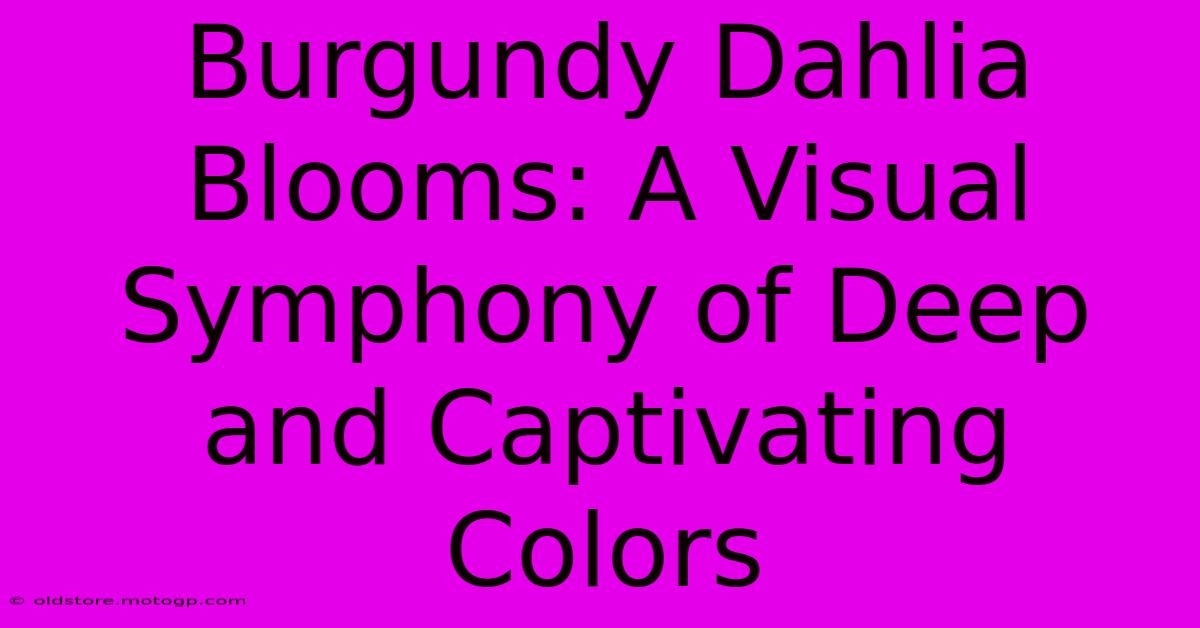 Burgundy Dahlia Blooms: A Visual Symphony Of Deep And Captivating Colors