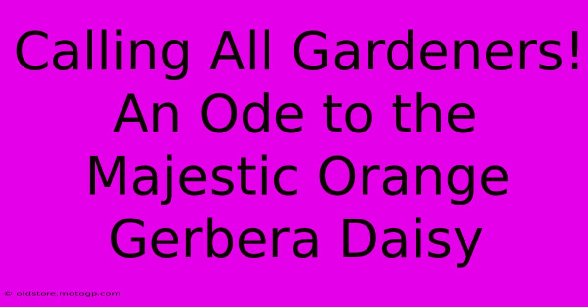 Calling All Gardeners! An Ode To The Majestic Orange Gerbera Daisy