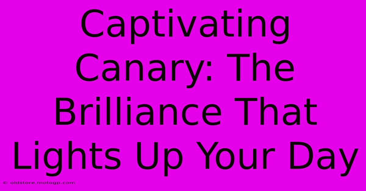 Captivating Canary: The Brilliance That Lights Up Your Day