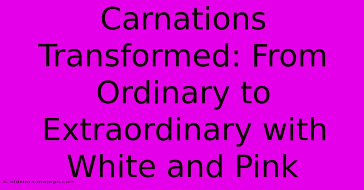 Carnations Transformed: From Ordinary To Extraordinary With White And Pink