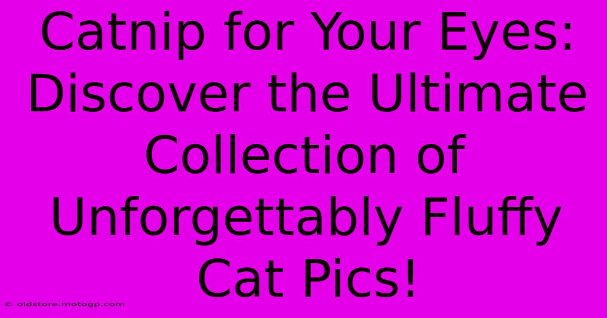 Catnip For Your Eyes: Discover The Ultimate Collection Of Unforgettably Fluffy Cat Pics!