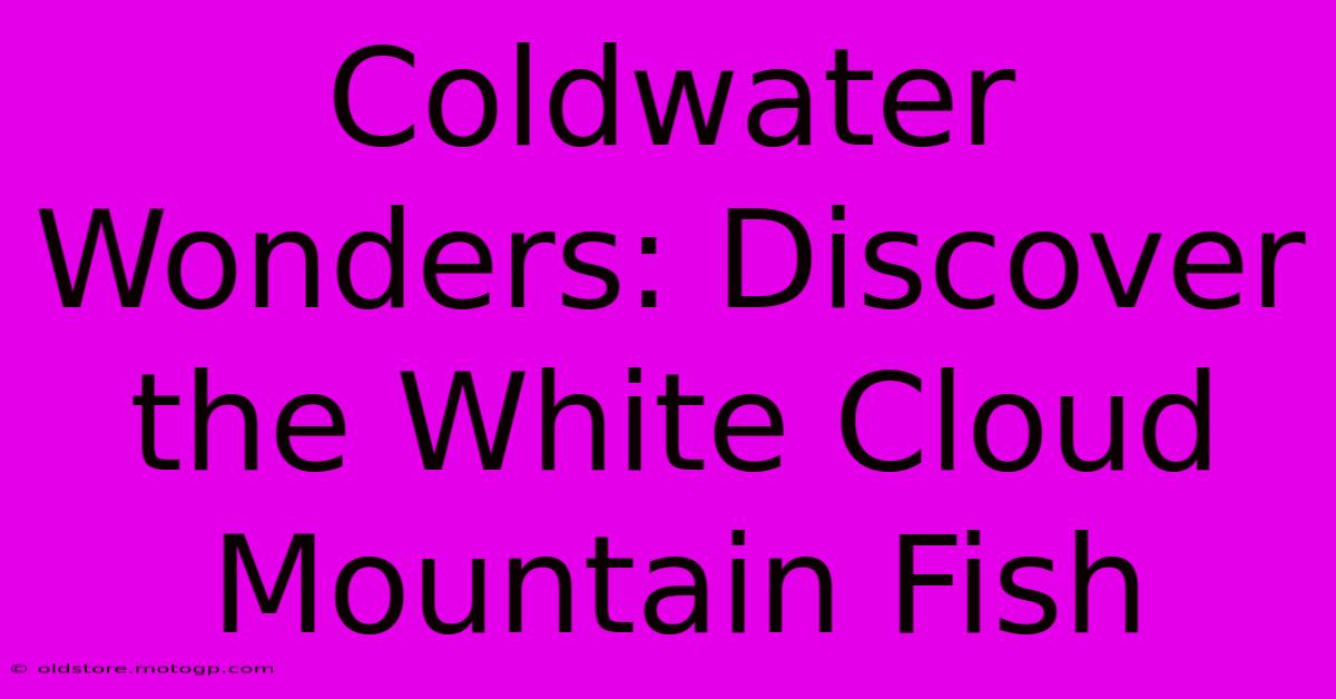 Coldwater Wonders: Discover The White Cloud Mountain Fish