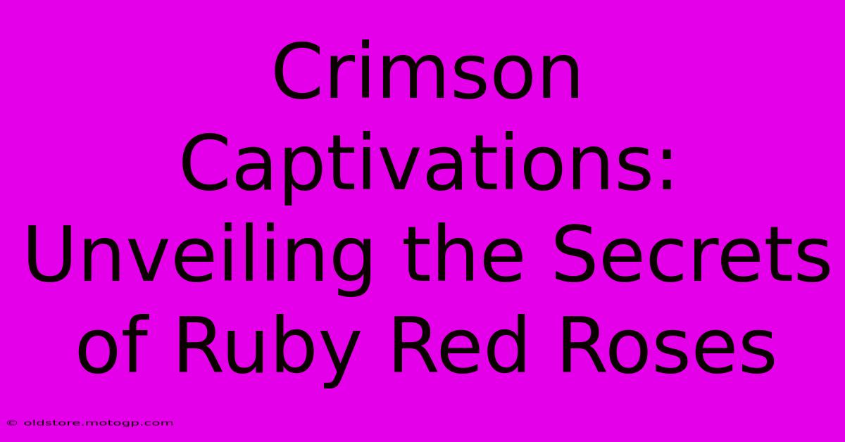 Crimson Captivations: Unveiling The Secrets Of Ruby Red Roses