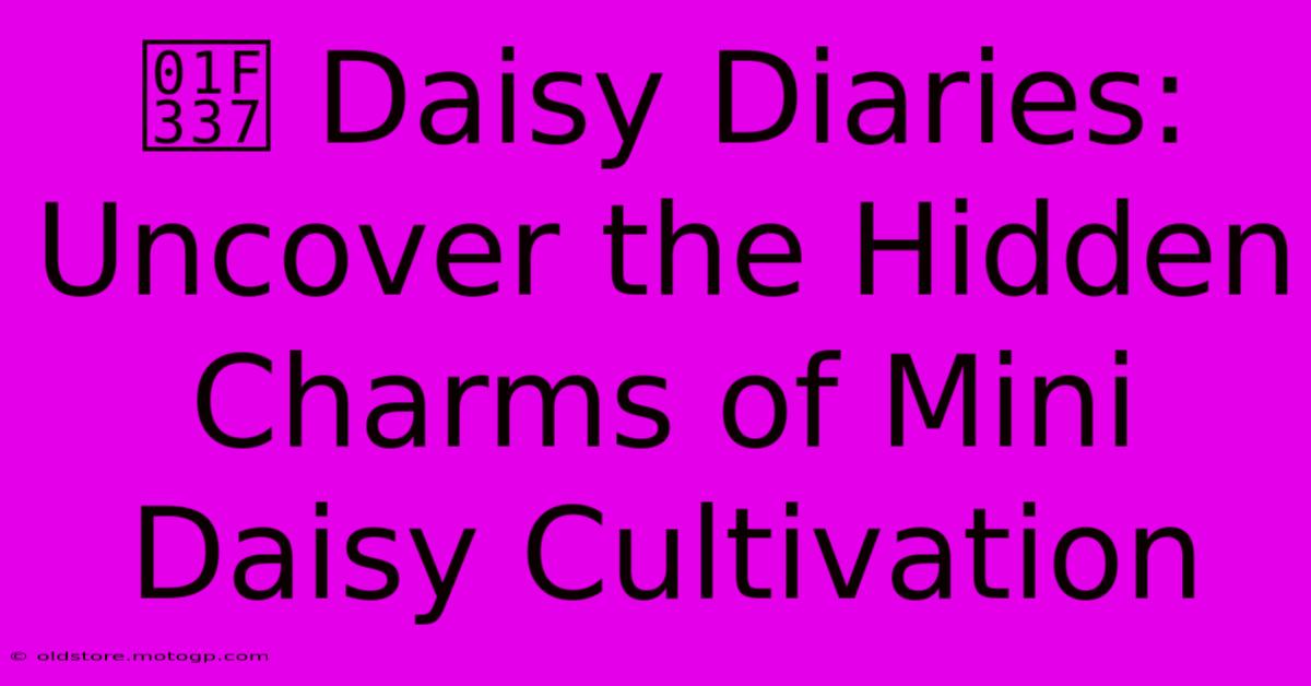 🌷 Daisy Diaries: Uncover The Hidden Charms Of Mini Daisy Cultivation