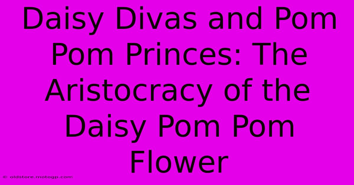 Daisy Divas And Pom Pom Princes: The Aristocracy Of The Daisy Pom Pom Flower