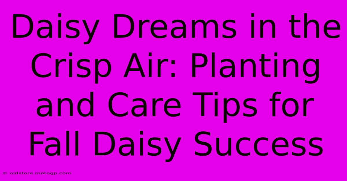 Daisy Dreams In The Crisp Air: Planting And Care Tips For Fall Daisy Success