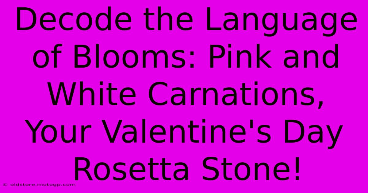 Decode The Language Of Blooms: Pink And White Carnations, Your Valentine's Day Rosetta Stone!