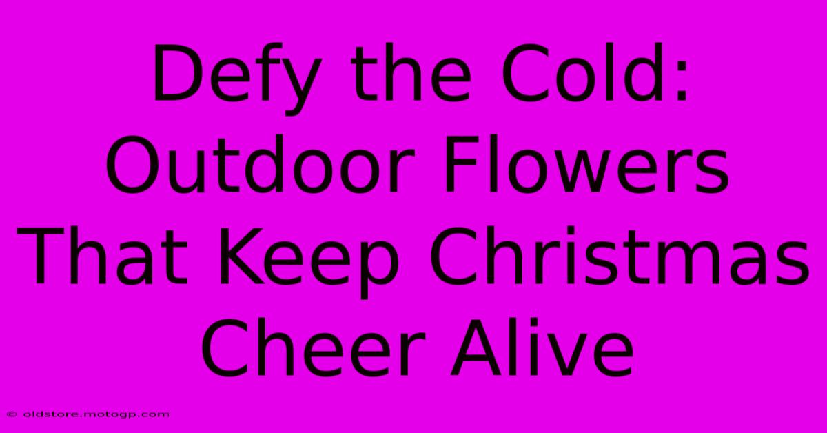 Defy The Cold: Outdoor Flowers That Keep Christmas Cheer Alive