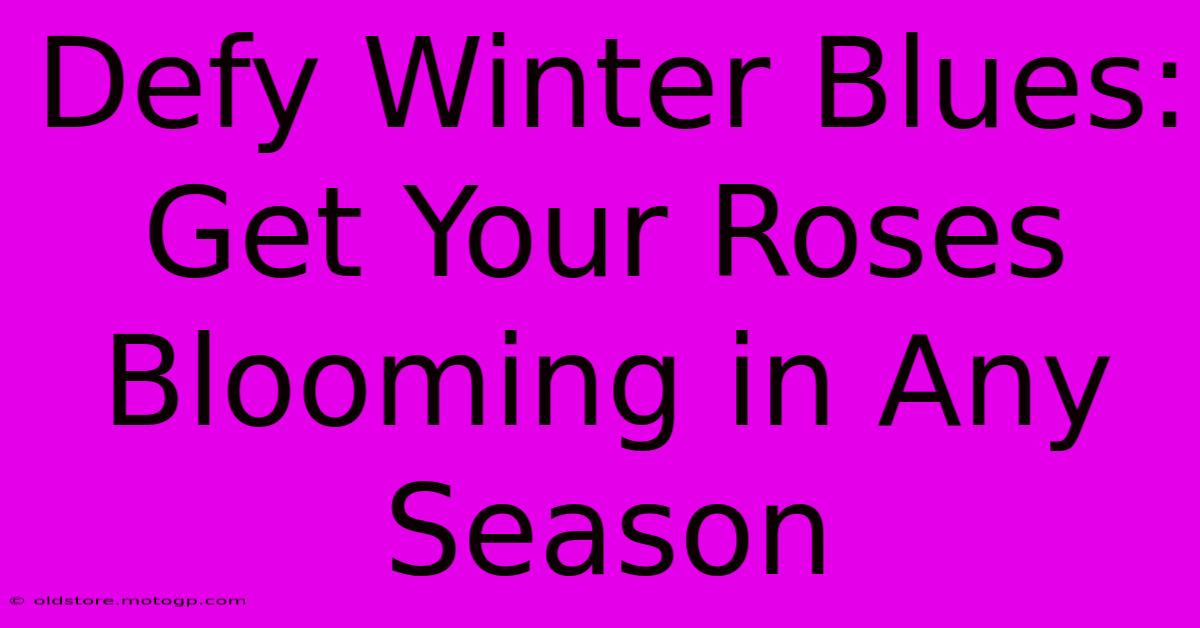 Defy Winter Blues: Get Your Roses Blooming In Any Season