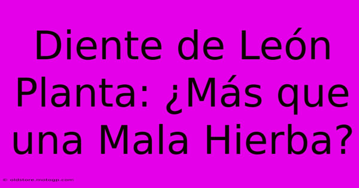 Diente De León Planta: ¿Más Que Una Mala Hierba?