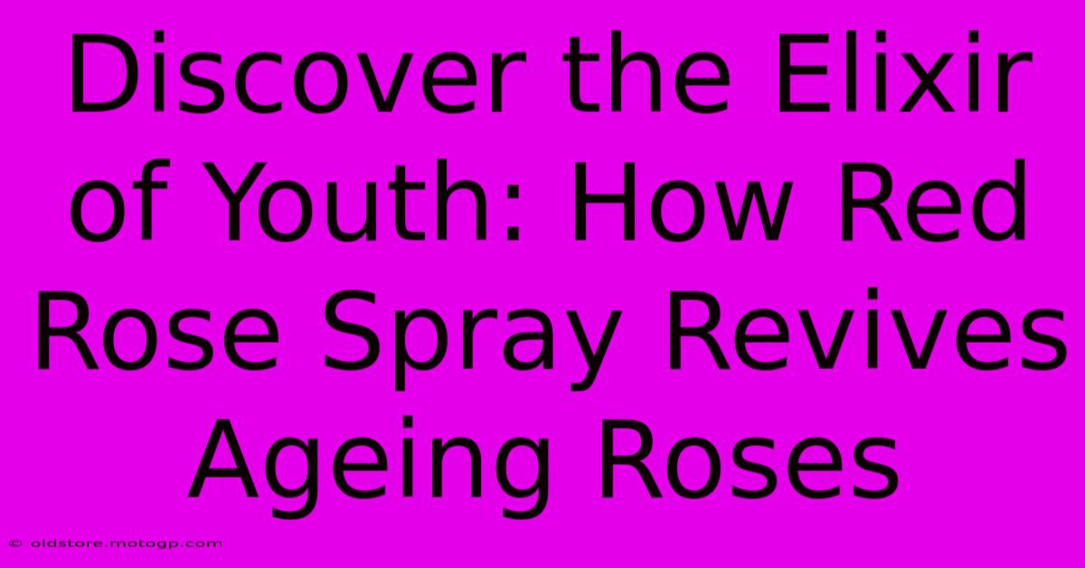 Discover The Elixir Of Youth: How Red Rose Spray Revives Ageing Roses