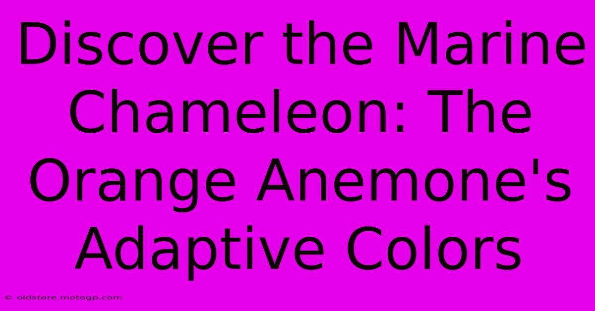 Discover The Marine Chameleon: The Orange Anemone's Adaptive Colors