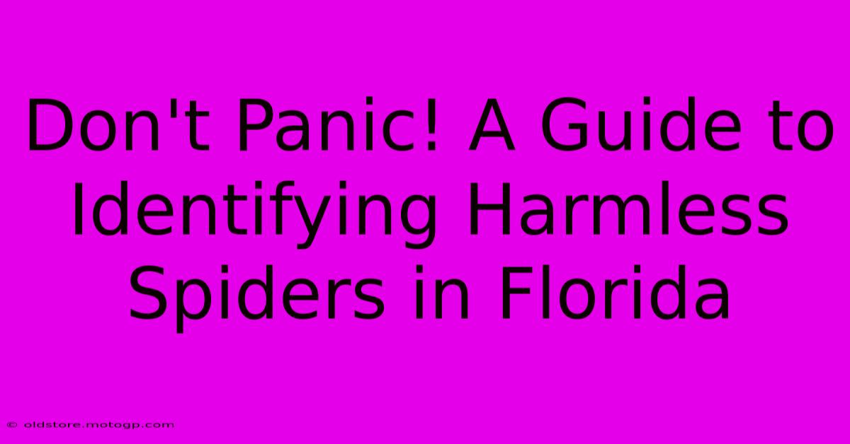 Don't Panic! A Guide To Identifying Harmless Spiders In Florida