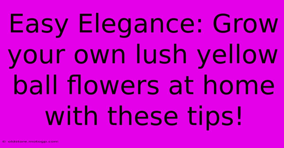 Easy Elegance: Grow Your Own Lush Yellow Ball Flowers At Home With These Tips!