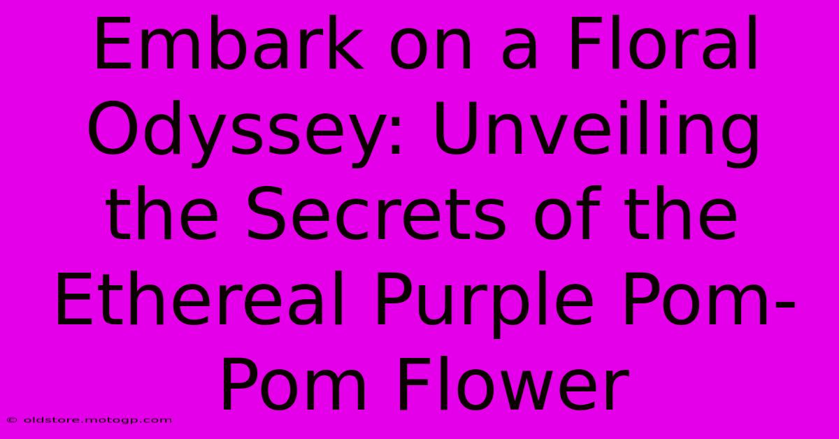 Embark On A Floral Odyssey: Unveiling The Secrets Of The Ethereal Purple Pom-Pom Flower