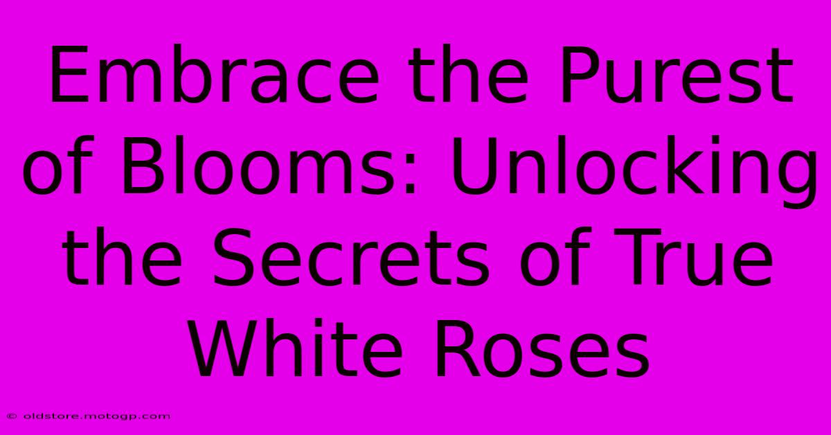 Embrace The Purest Of Blooms: Unlocking The Secrets Of True White Roses