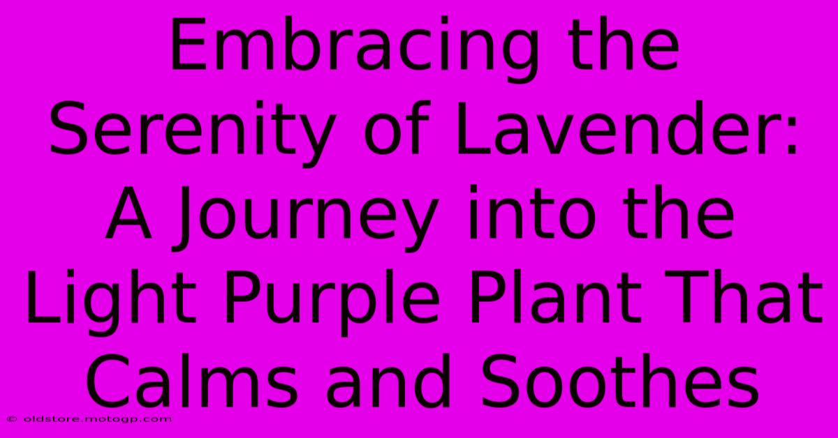 Embracing The Serenity Of Lavender: A Journey Into The Light Purple Plant That Calms And Soothes