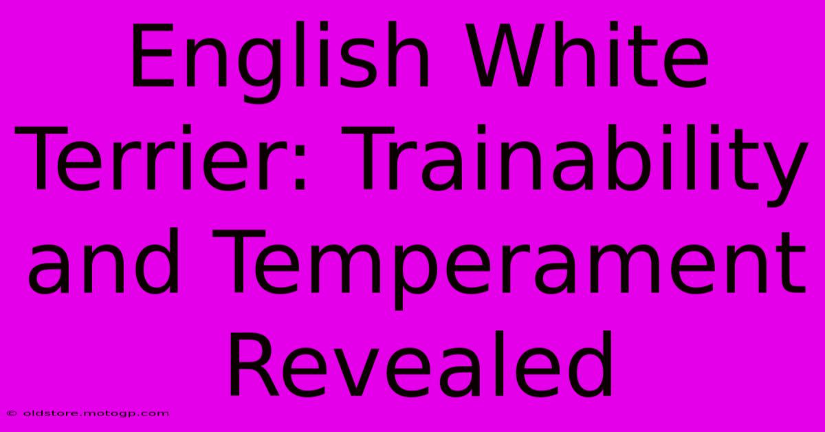 English White Terrier: Trainability And Temperament Revealed