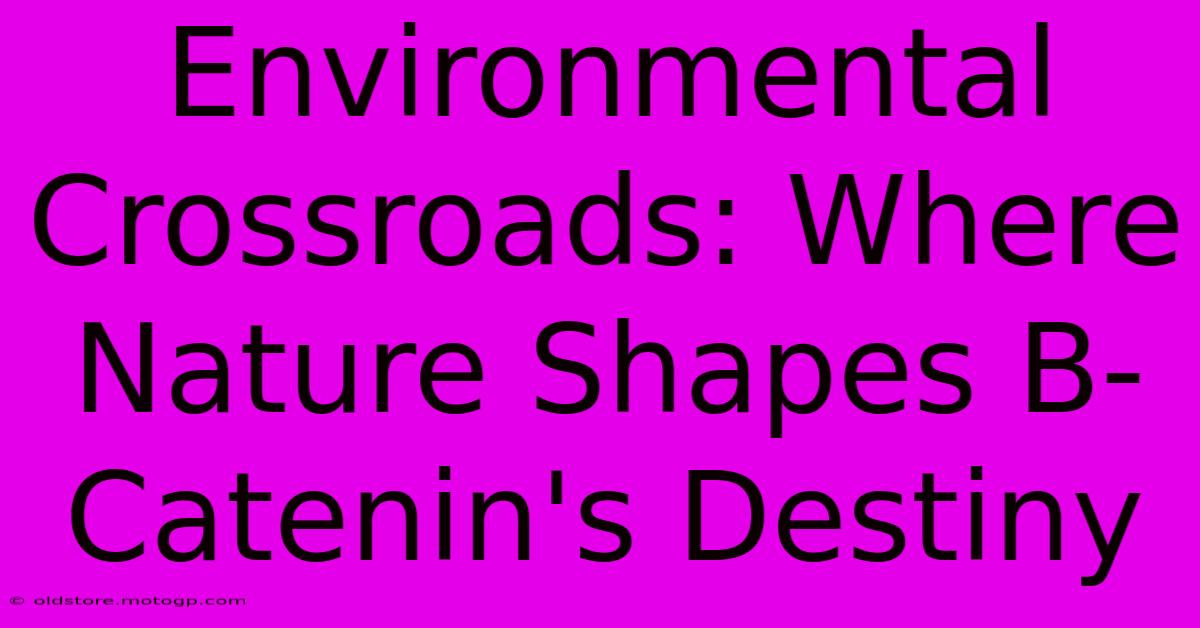 Environmental Crossroads: Where Nature Shapes B-Catenin's Destiny