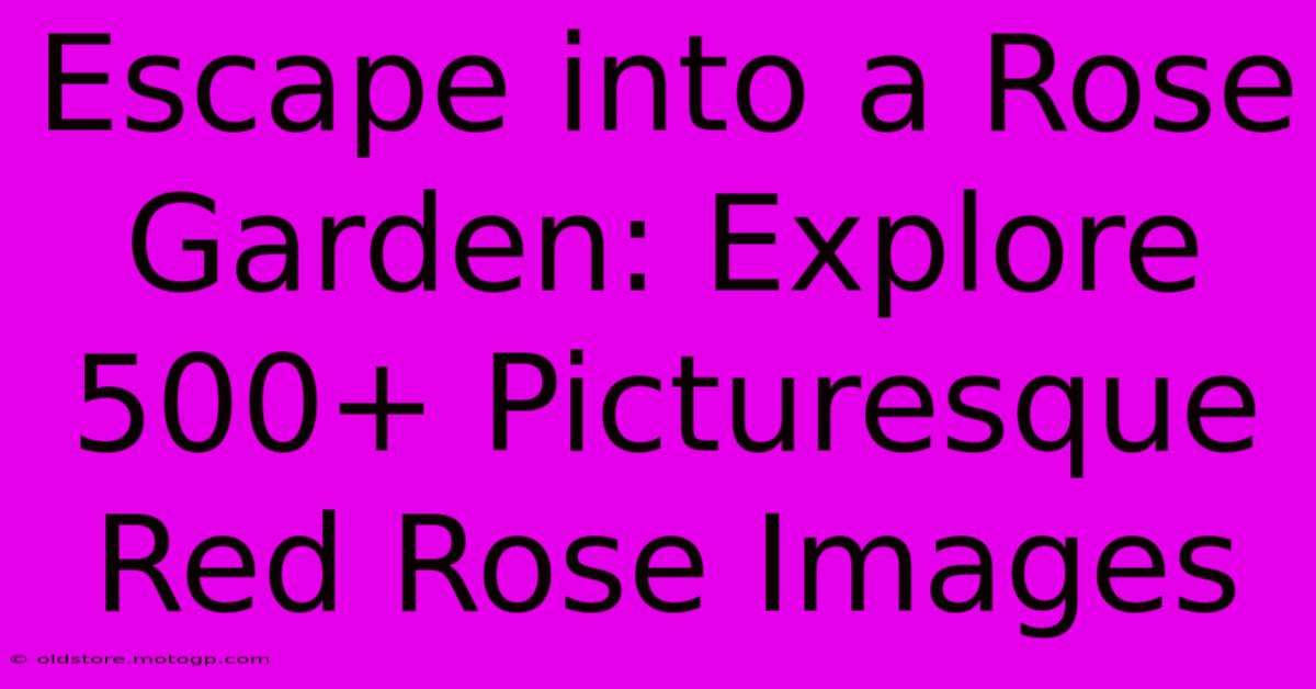 Escape Into A Rose Garden: Explore 500+ Picturesque Red Rose Images